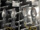 led-vilkut-